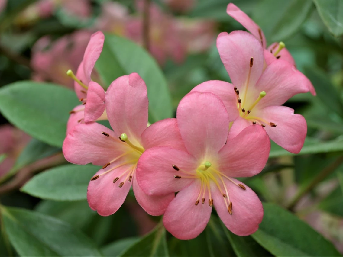 Labelled 'Cara Mia' (Vireya)